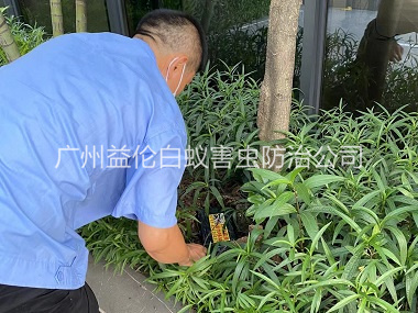 番禺园林灭治白蚁工程