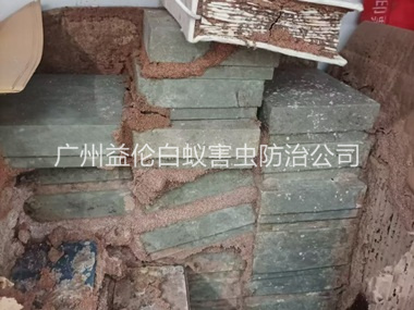白云区防治白蚁危害工程