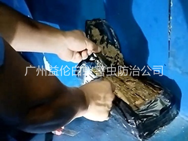 黄埔白蚁侵害防治工程